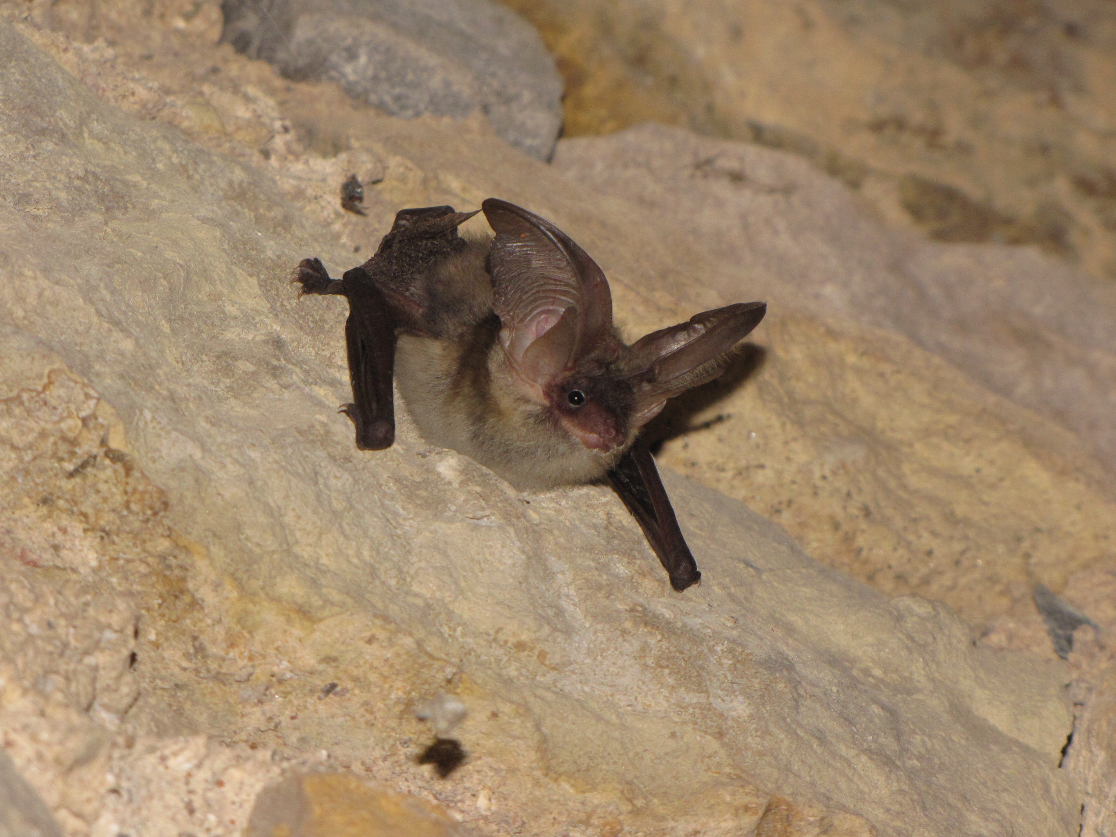 Nuit européenne de la chauve-souris